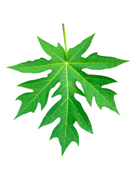 Papaya Leaves On White Background