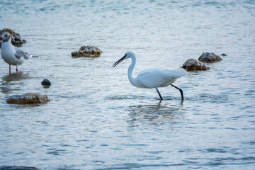 The small white heron or Little egret stands in the lake