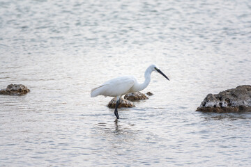 The small white heron or Little egret stands in the lake