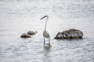 The small white heron or Little egret stands in the lake
