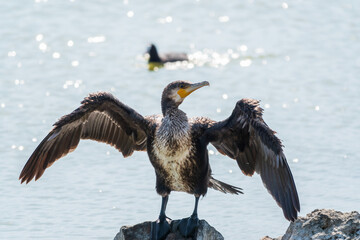 Great cormorant, Phalacrocorax carbo, sits on stone and dries its wings on the wind.