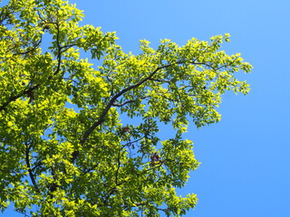 木と空