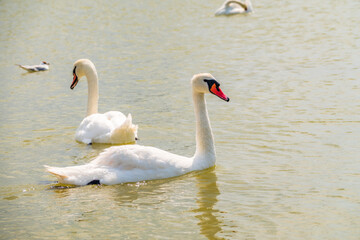 Two Graceful white Swans swimming in the lake, swans in the wild