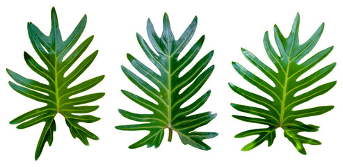three green leaves on white background. © waraphot