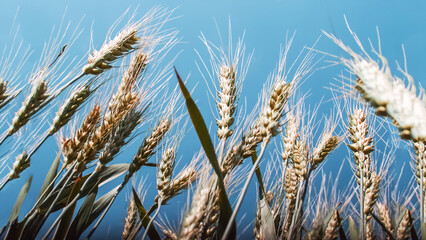Wheat, spikelets against the sky. Rye field.