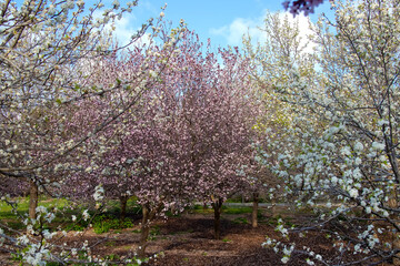Blooming pink and white cherry trees with flowers, sakura garden, city park
