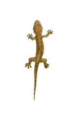 House lizard is isolated with brown polka dots , PNG file - obrazy, fototapety, plakaty