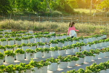 Happiness young girl having fun and cheerful in the organic strawberry farm on warm sunny day. New generation with agriculture. Kid on strawberry plantation field. Outdoor summer fun in countryside.