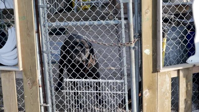 Big Black Old Dog Behind A Fence Wagging Tail In Churchill Manitoba Canada Home Protection