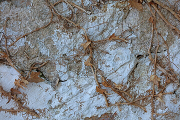 Abandoned wall with dead roots close up vintage village background high quality big size print