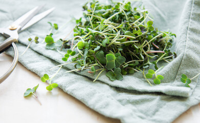 Fresh organic micro green on table
