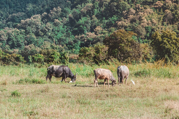 Thai buffalo eat grass in a wide field ,Horned buffalo, In nature at northern thailand.