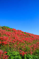 津屋川堤防の彼岸花