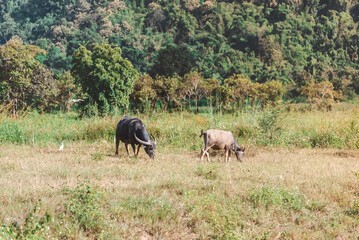 Naklejka na ściany i meble Thai buffalo eat grass in a wide field ,Horned buffalo, In nature at northern thailand.