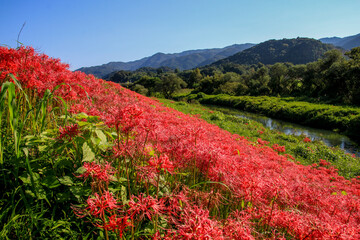 津屋川堤防の彼岸花