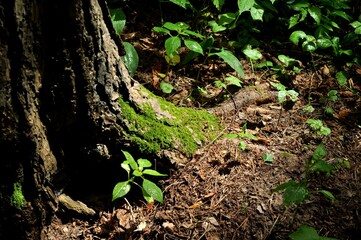 Nature - the material world of the universe, in essence - the main object of study of the natural sciences. In everyday life, the word 