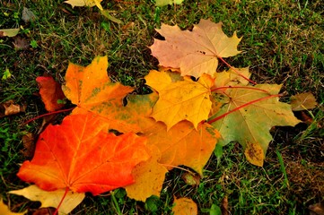 Nature - the material world of the universe, in essence - the main object of study of the natural sciences. In everyday life, the word 