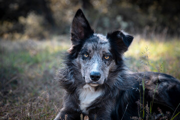 Adorable Cute Black and Gray Border Collie Lying Down in Field