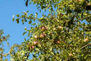 ripe apples on a branch. fruit harvest. red apples