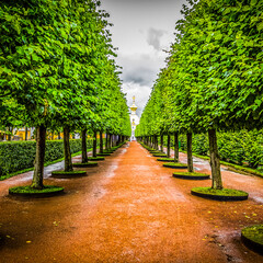 Fototapeta na wymiar A long avenue of green trees in the city park.