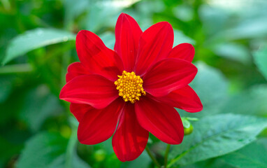 A large flower with red petals on a green background in the garden. Congratulatory background with a summer flower. The petals are bright red.