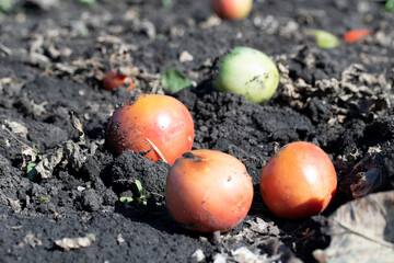 View Of Tomato Plants Growing In Field Close Up Discarded Tomatoes On Ground