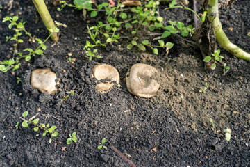 field mushrooms. a group of large mushrooms in a meadow along the modern road