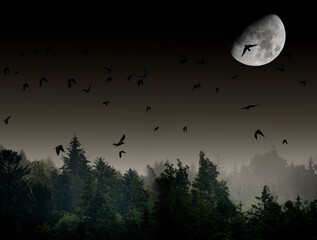 silhouette of forest against dark sky - foggy dark forest the moon and birds