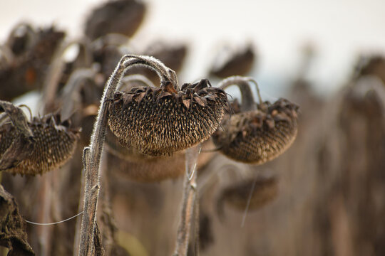 Autumn, baskets of dried sunflowers on the field.