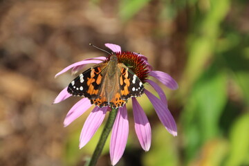 Painted Lady On Echinacea Flower