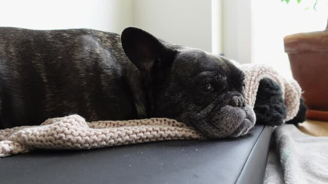 Grey Mottled French Bulldog Lying On Her Place On Pink Blanket And Looking Towards Camera, Flower Pot In Background, Static Shot