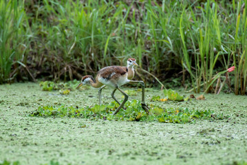 Bronze-winged Jacana birds are walking.
