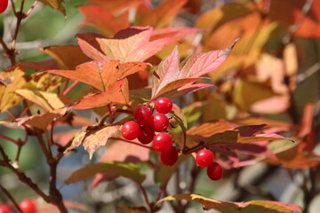 red berries on a tree
