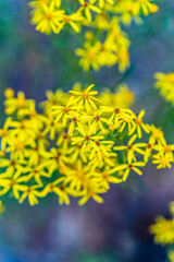 Leaves changing colors and colorful landscape