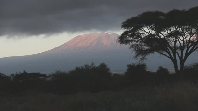 Mt. Kilimanjaro at dawn