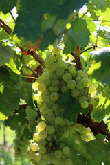 Close-up of ripe white grapes called Glera used to make Prosecco against sunlight ready to harvest in the italian vineyard 