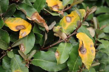 Close-up of Eleagnus x Ebbingei  leaves with brown and yellow dry spots  Eleagnus bush with disease
