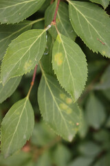 Close-up of Forsythia bush with green leaves with gray spots and galls in the garden on early autumn 