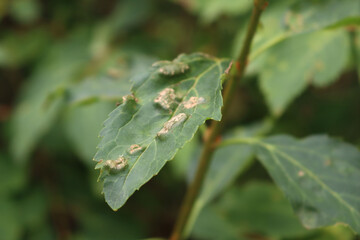 Close-up of Forsythia bush with green leaves with gray spots and galls in the garden on early...