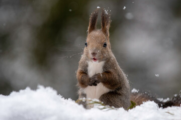 雪の中のエゾリス