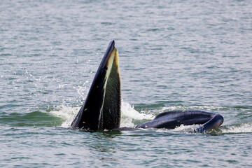Fototapeta premium Bryde’s whale forage small fish in the gulf of Thailand