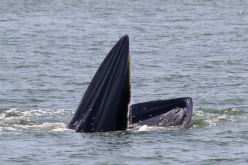Naklejka premium Bryde’s whale forage small fish in the gulf of Thailand