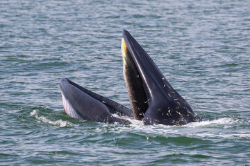 Naklejka premium Bryde’s whale forage small fish in the gulf of Thailand