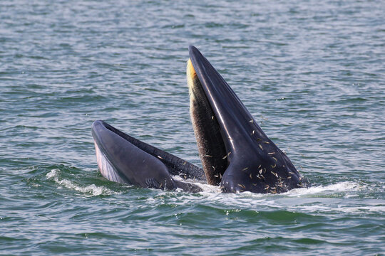 Bryde’s Whale Forage Small Fish In The Gulf Of Thailand