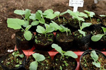 pumpkin seedlings grow in the vegetable bed.Pumpkin seeds planted in the garden bed.