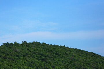 mountain with green trees.