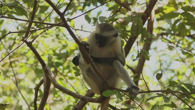 Red Colobus monke sitting on tree