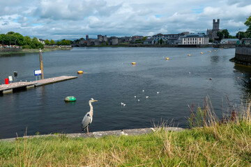 Grey heron bird standing by river Shannon, King John castle in the background. Limerick city,...