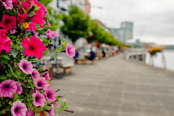Beautiful colorful flower bed in focus. City street out of focus in the background. Town scene.