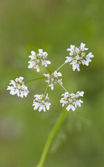 Blooming white flowers on green background of blurry leaves.